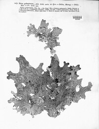Lobaria pulmonaria image